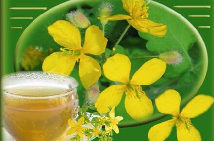 celandine herb decoction of the fungus