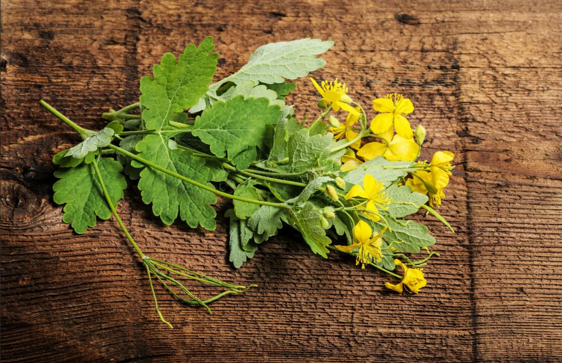 Celandine - a medicinal plant for toenail fungus